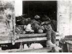 Zwłoki więźniów obozu koncentracyjnego w Dachau (Niemcy) znalezione przez żołnierzy amerykańskich w pociągu na bocznicy.
